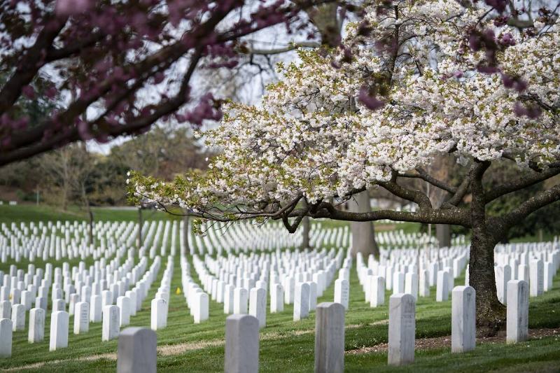 Spring Time at Arlington National Cemetery, Arlington, Virginia on April 9, 2024