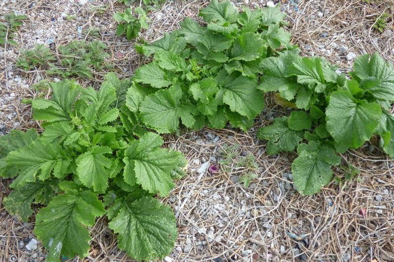 Mustard greens in a garden with hay.