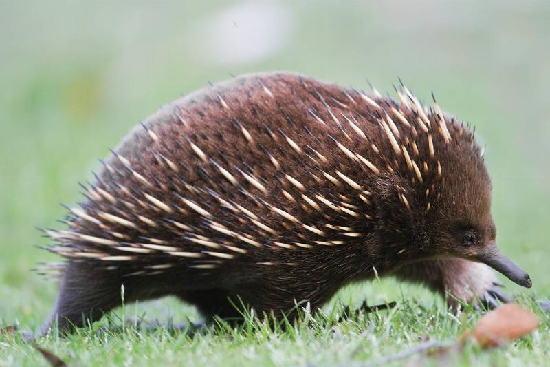 Short-beaked Echidna.