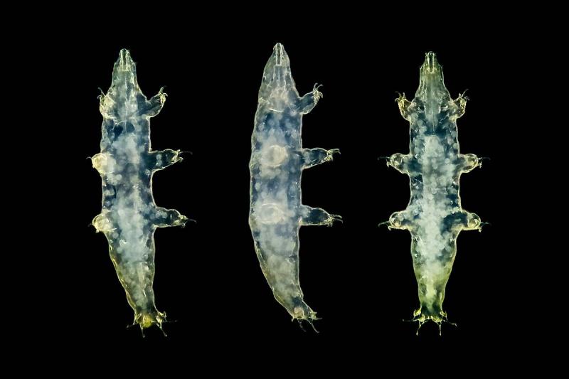 Tardigrade of the genus Milnesium, observed in dark field microscopy.