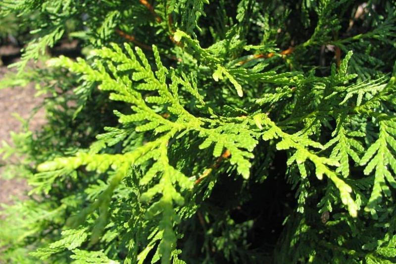 Thuja green giant plant. 