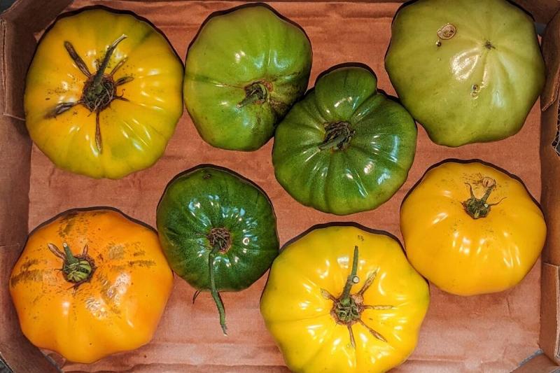 Heirloom tomatoes. 