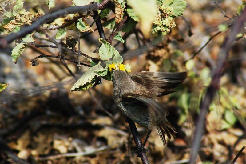Vampire ground finch.