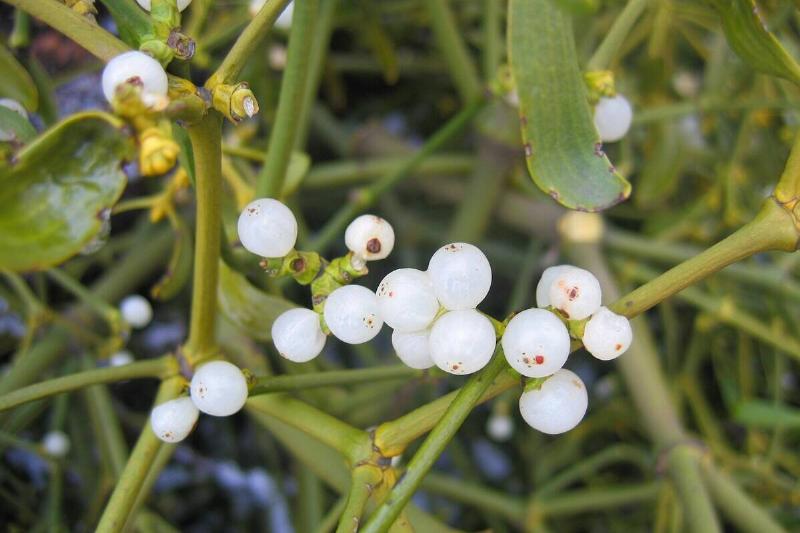 Mistletoe berries. 