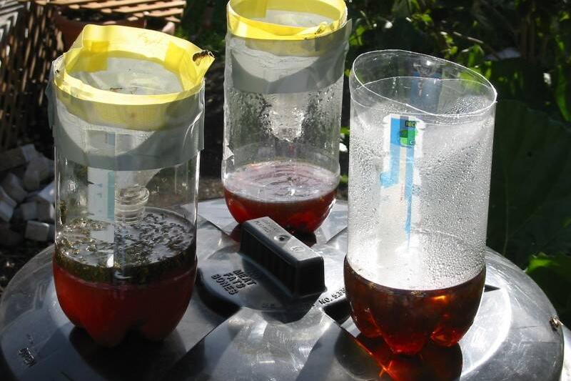 Wasp traps.