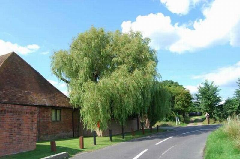 Weeping willow by a house. 