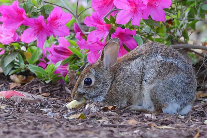 A rabbit eating a plant. 