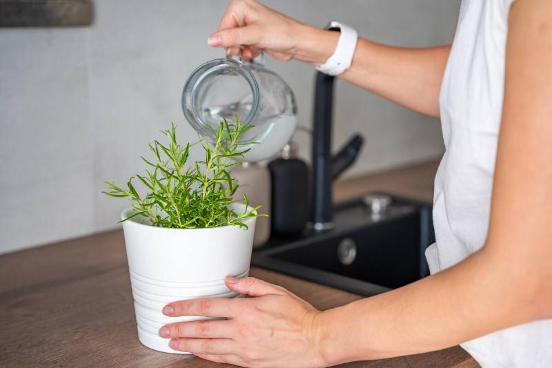 Hands pouring water that was used for cooking into a planter. 