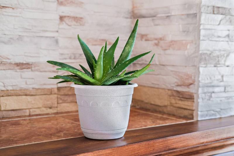 Aloe vera plant in a white pot. 