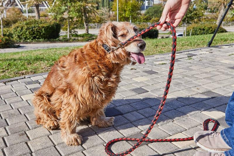 Dog with paracord leash.