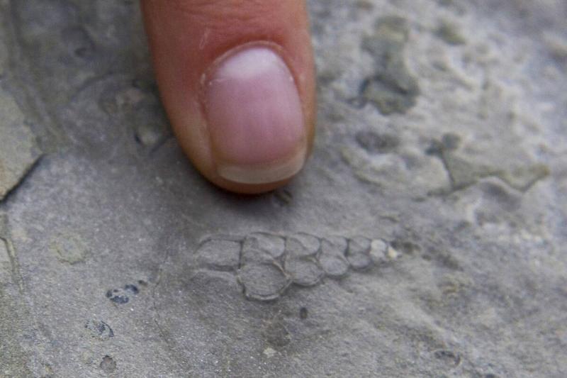Ancient shell fossil, Beechy Island, Nunavut, Arctic Canada