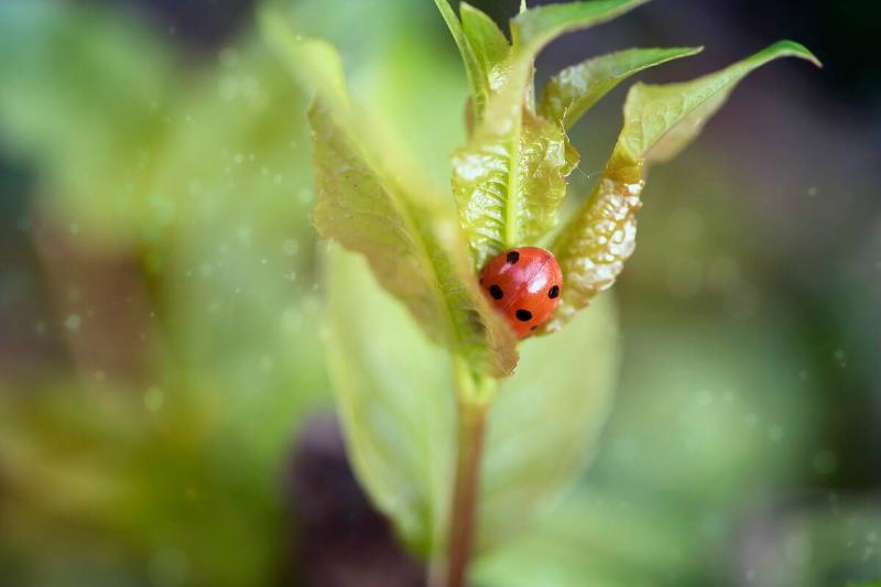 Ladybug close up sitting on green grass.