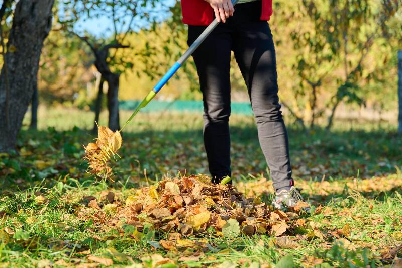 Person raking fallen leaves.