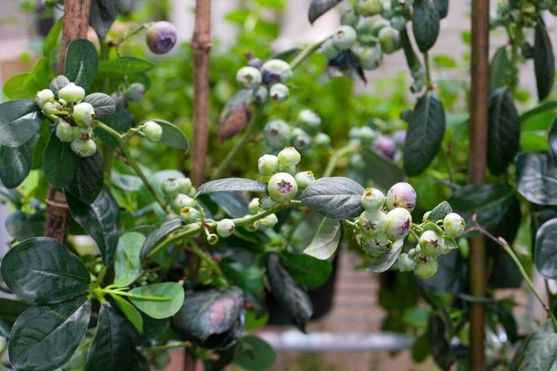 Branches of blueberry bush. 