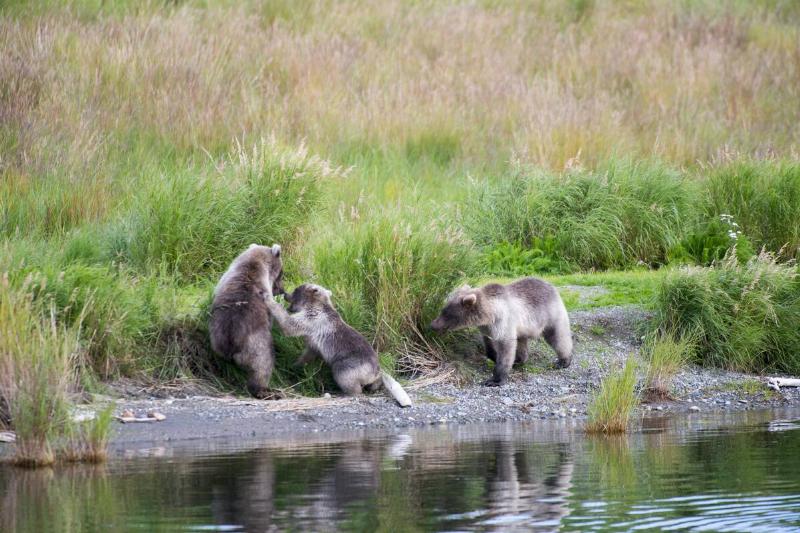 Brown bear (grizzly) cubs (Ursus arctos) fighting at lower...