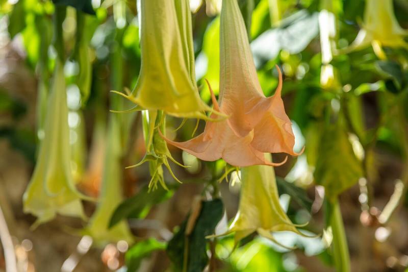 Angel's trumpet.