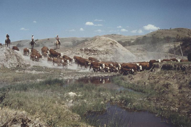 Cattle Round-Up