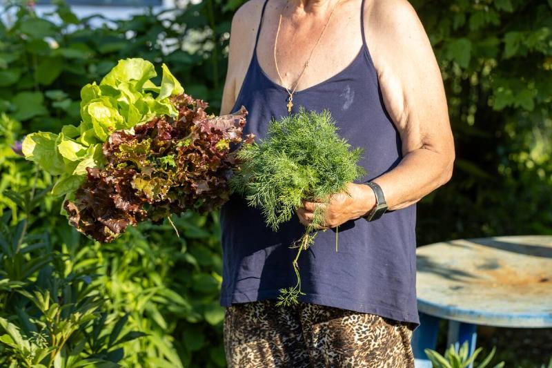 Close-up of hands holding a bunch of fresh herbs and lettuce from the garden.