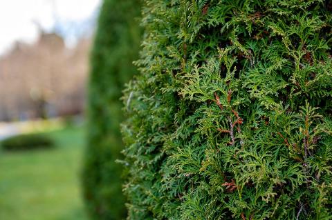 Close-up photo of thuja bush in the summer season.