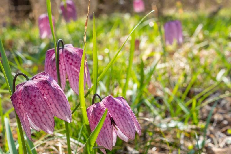 A closeup shot of blooming purple fritillaria meleagris flowers.