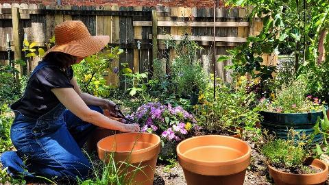 Woman planting plants in pots.