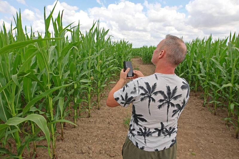 Corn maze opened near Aschersleben