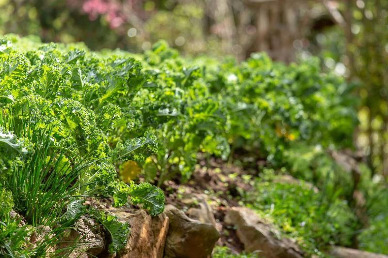 Curly kale on natural organic soil.