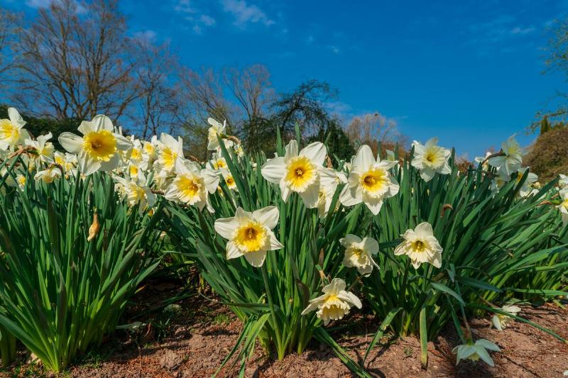 Daffodils against blue sky.