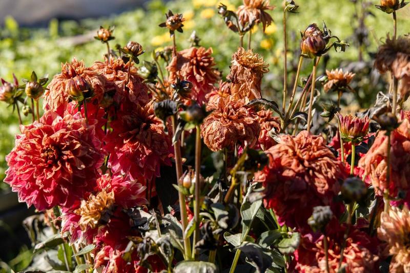 Dahlias dying after a frost.