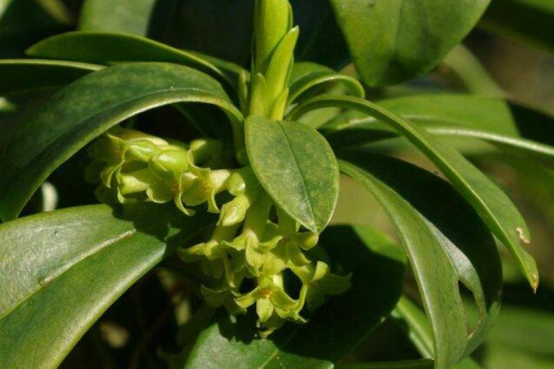 Spurge laurel.
