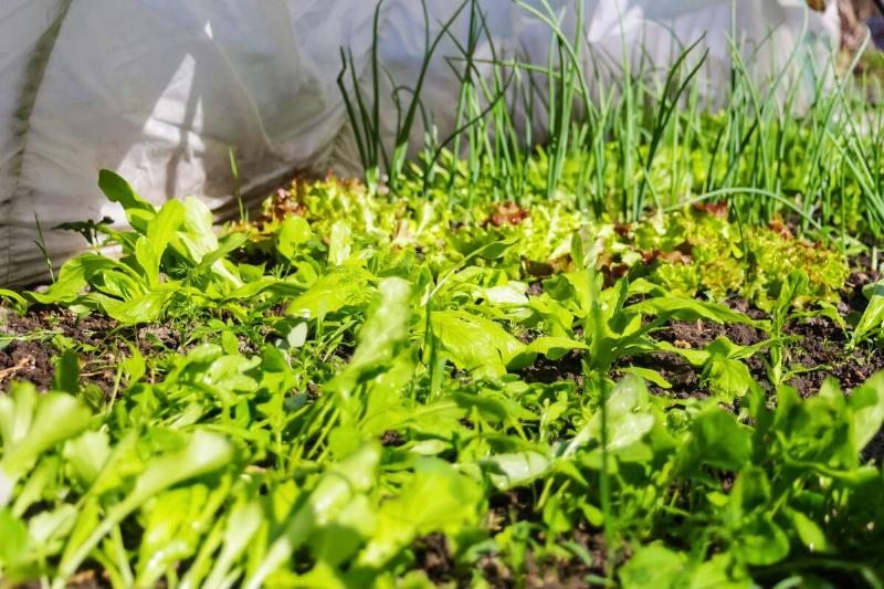 Garden of greens, including arugula. 