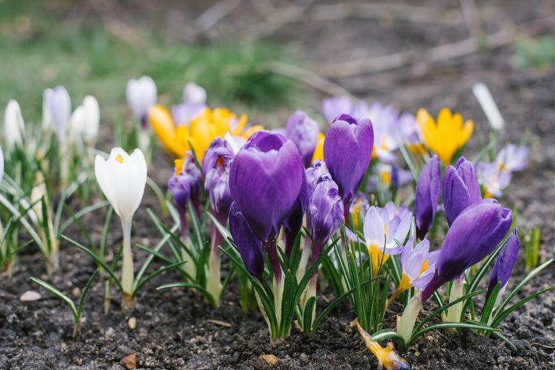 Crocuses on a sunny day in a garden.