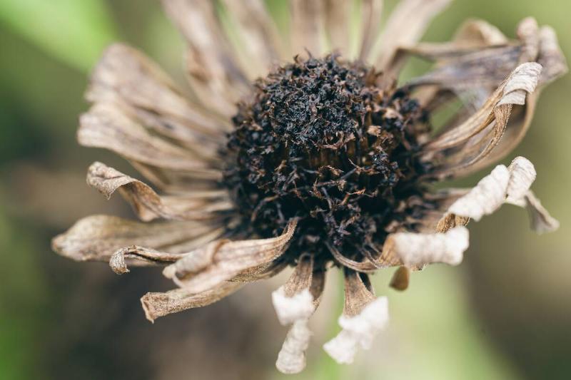 Dried chamomile flower in the garden.