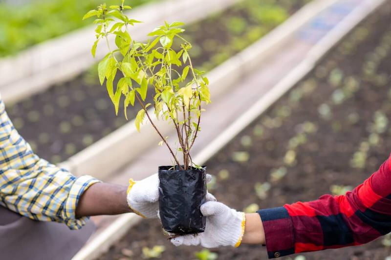 Hands giving a plant to another person. 