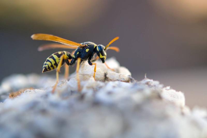 European wasp.
