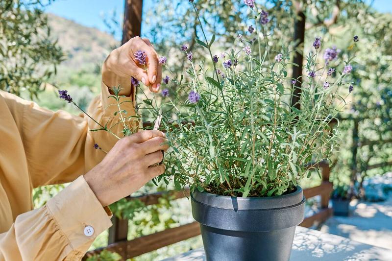 Hands cutting lavender off of a potted plant.