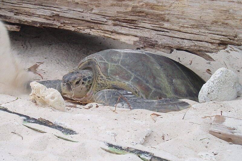 Female Green Sea Turtle.
