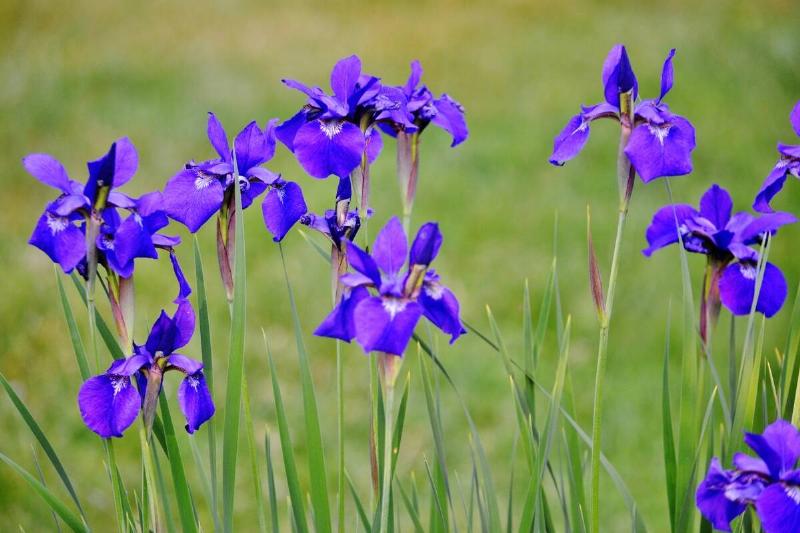 Irises in a garden.