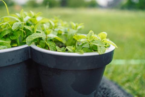 Fresh eco mint herbs in a black pot on a green background in the garden. 