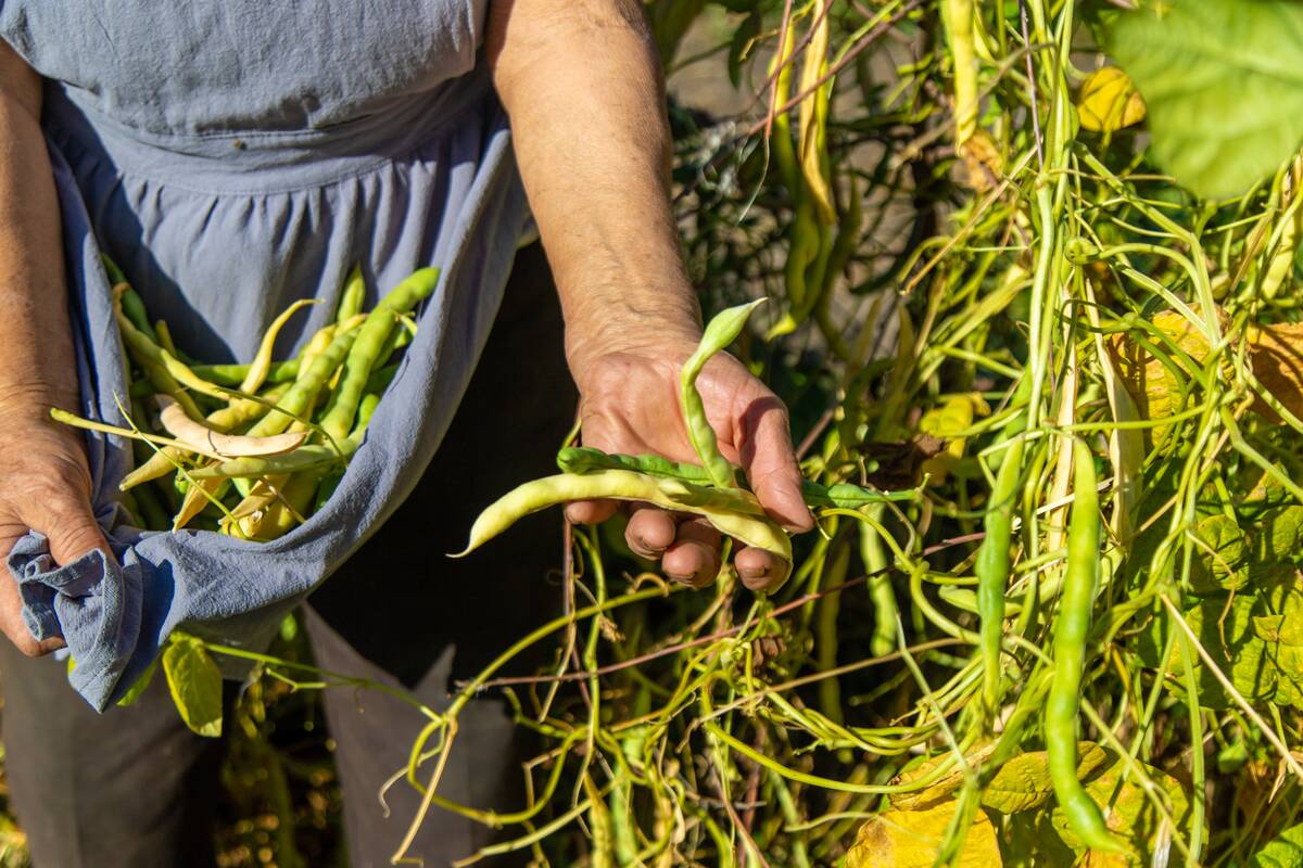 Woman holding beans in garden.