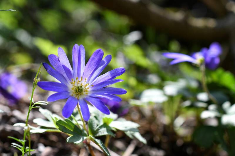 Anemone blanda purple flower. 