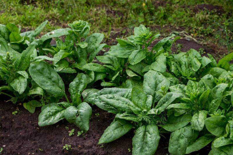 Fresh spinach garden. 