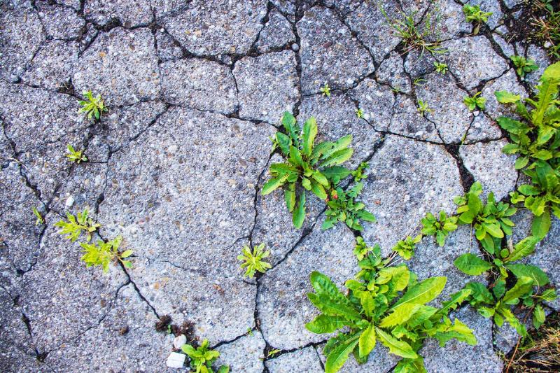 Weeds growing through cracked cement. 