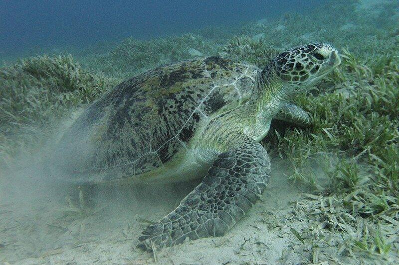 Green sea turtle near Marsa Alam, Egypt