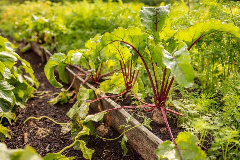 Rows of beets in a garden.