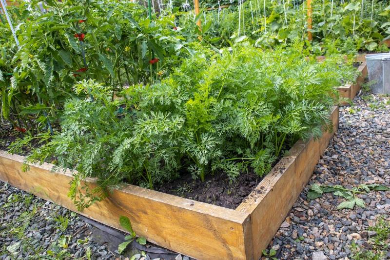 A garden bed full of plants.