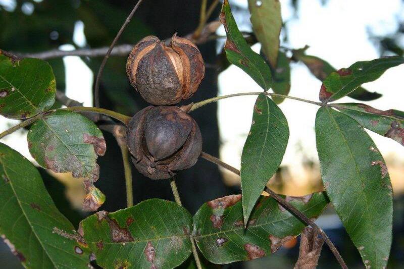 Hickory nuts on a tree.