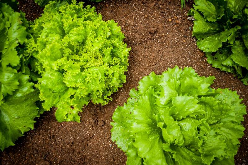 A high angle shot of growing fresh lettuce in the soil.
