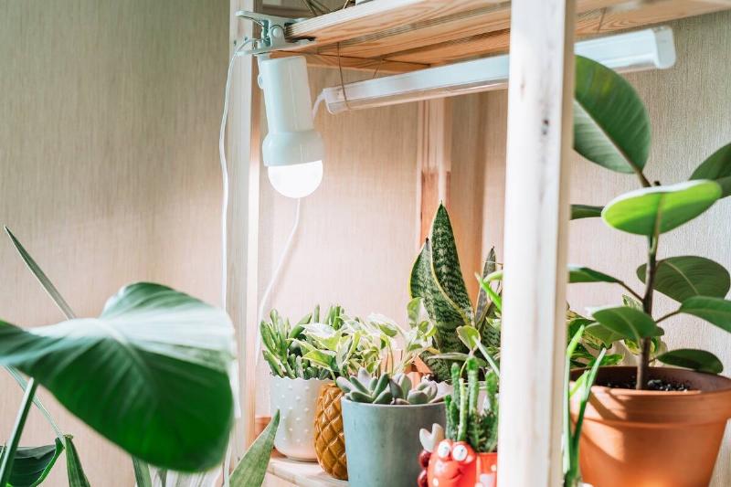 Plants in pots next to grow lights. 