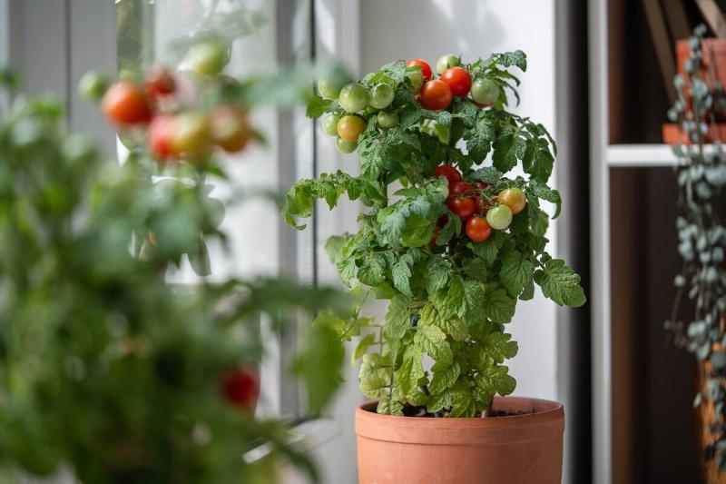 Cherry tomato plant growing in pot by window. 